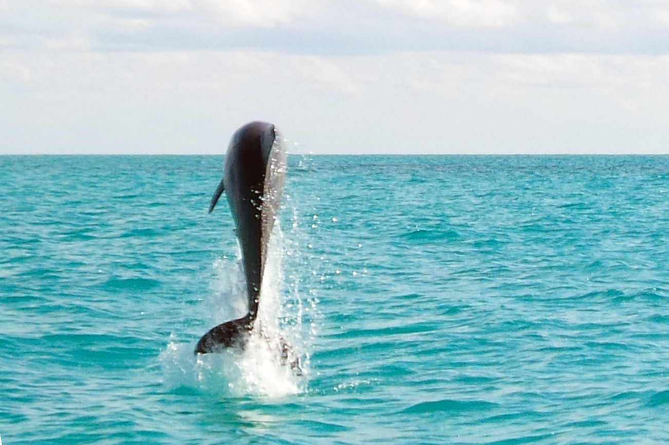Wild Dolphins Eco-Tours Sian Ka'an Punta Allen Mexico