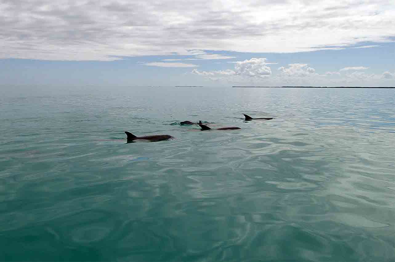 Swim with Dolphins Punta Allen Mexico Eco-Tours Sian Ka'an