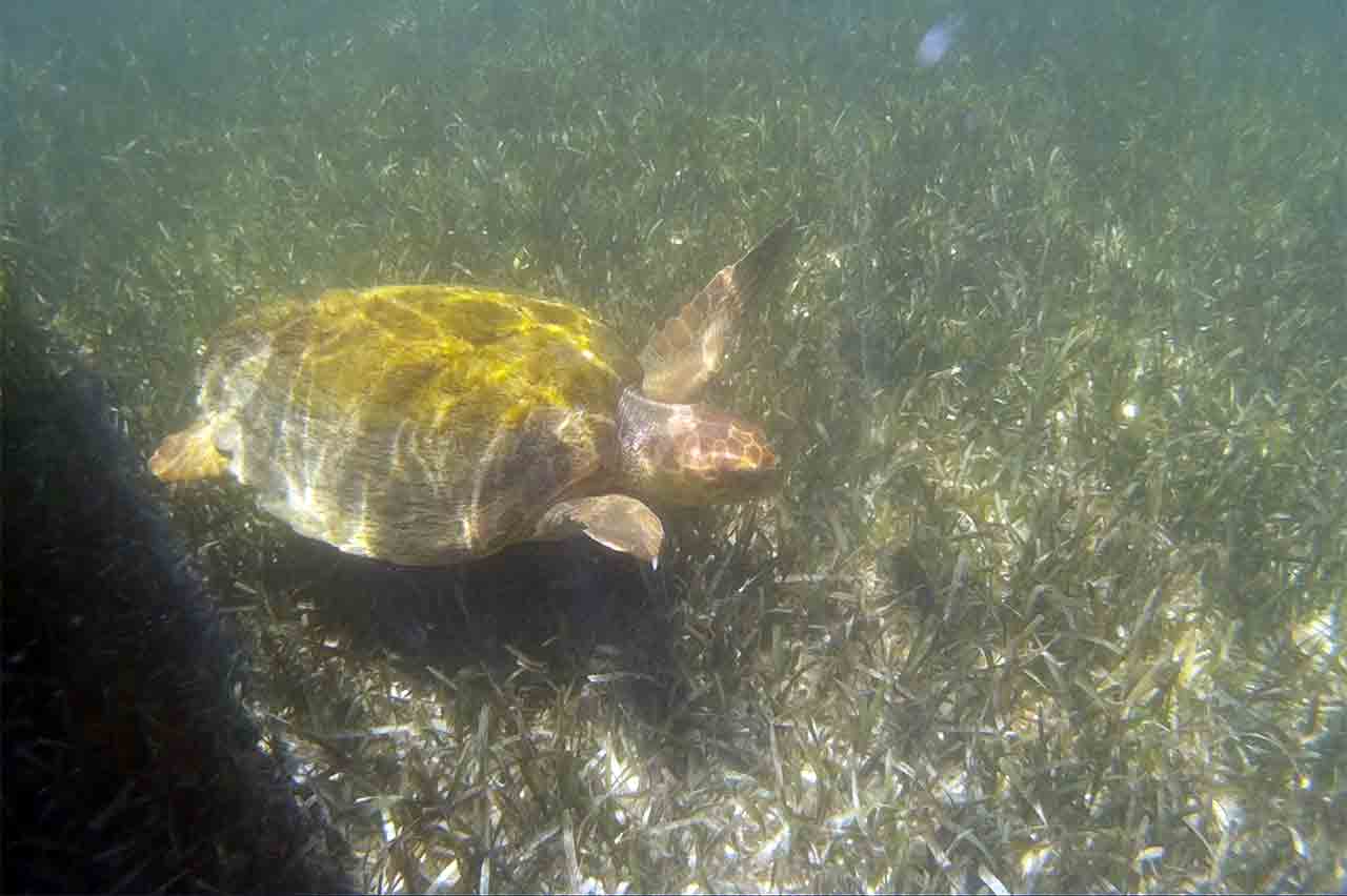 Swimming with Sea Turtles Punta Allen Mexico Sian Ka'an Eco-Tours