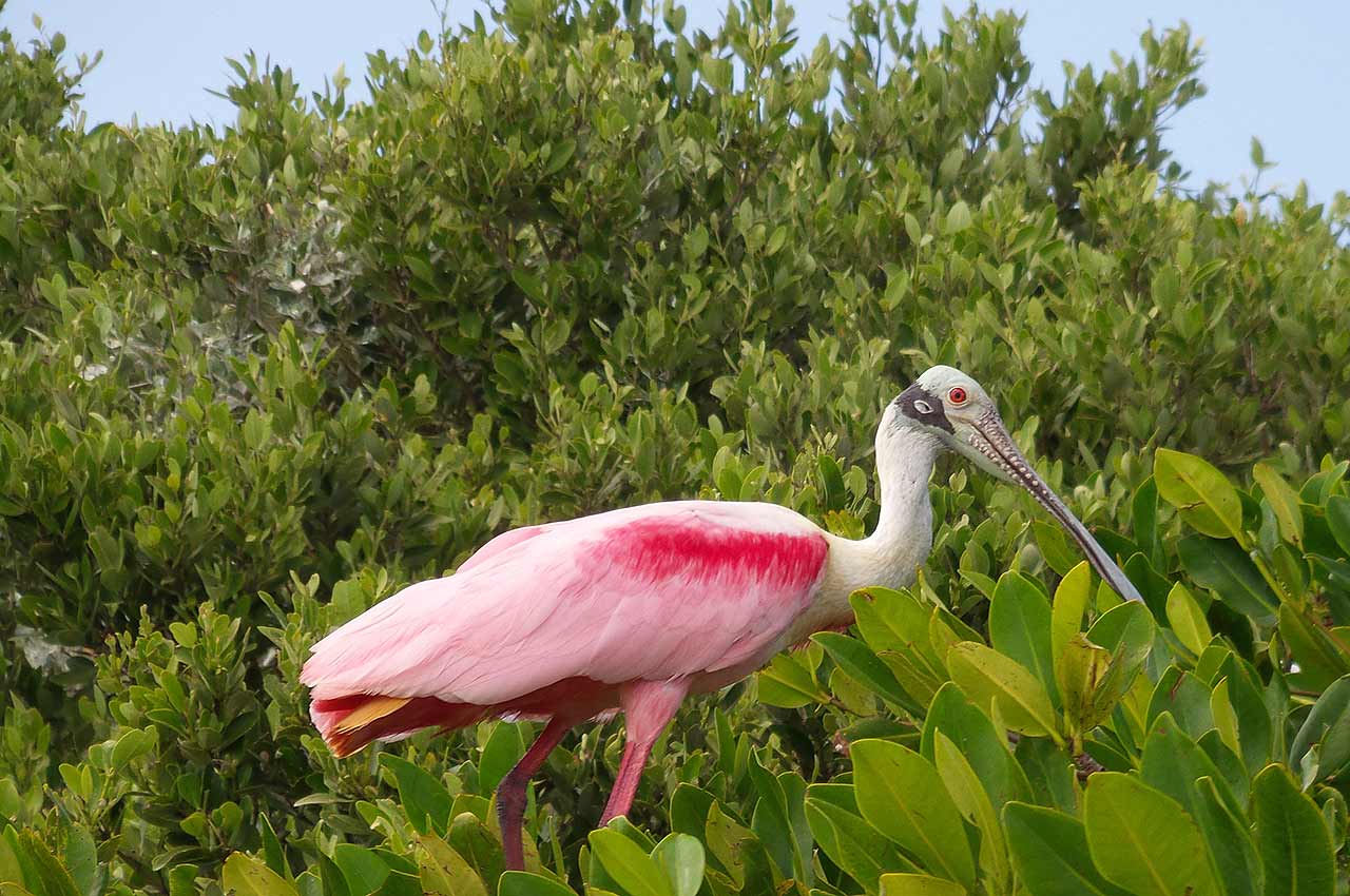 Sian Ka'an Birding Eco-Tours Ascension Bay Mexico
