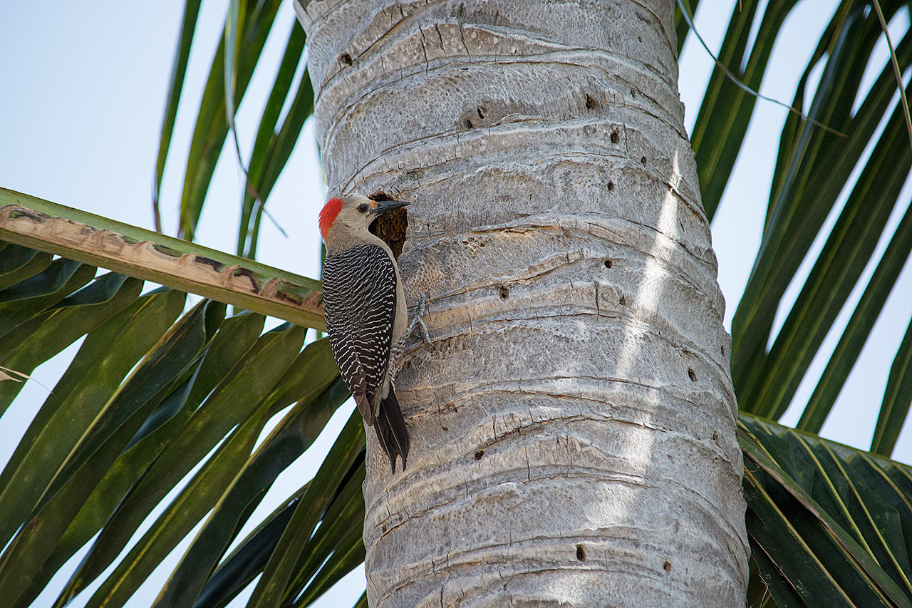 Woodpecker Ascension Bay Mexico Sian Ka'an Eco-Tours