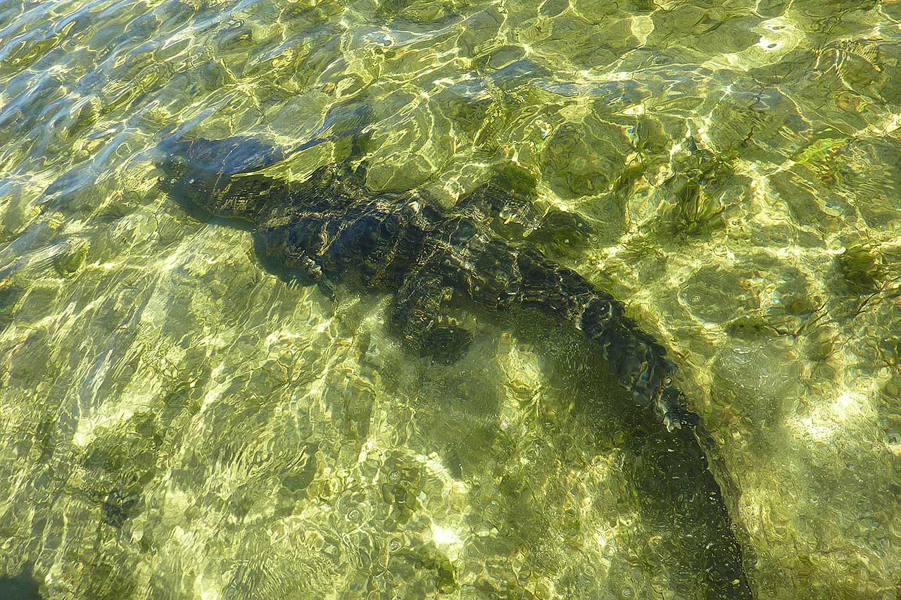 Alligator Sian Ka'an Eco-Tours Ascension Bay Mexico