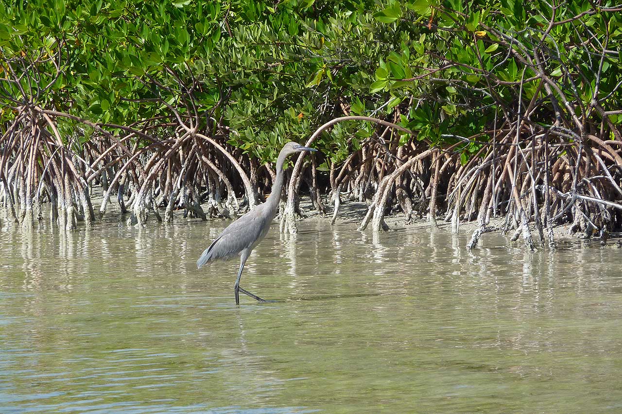 Great Heron Birding Eco-tour Sian Ka'an Ascension Bay Mexico