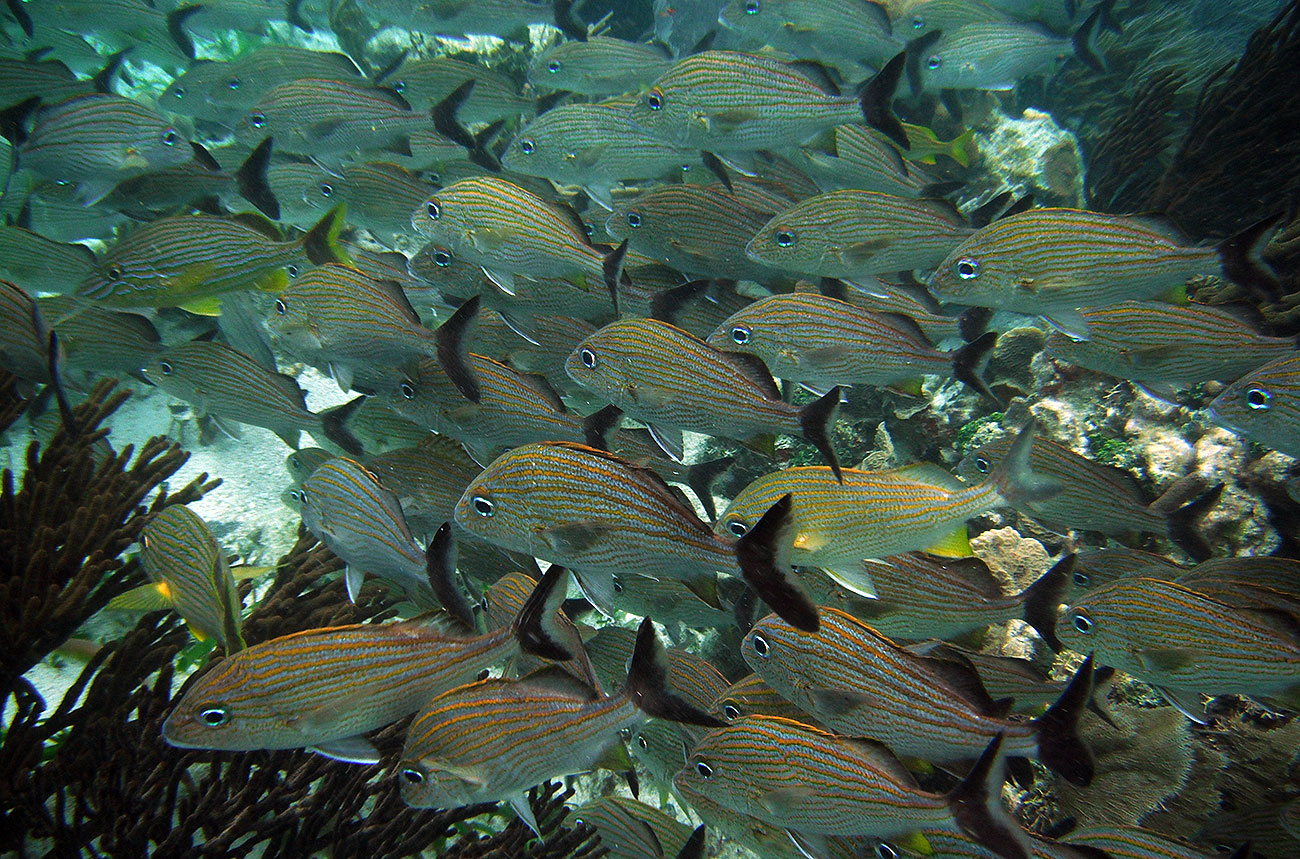 Reef Snorkling Eco-Tours Sian Ka'an Punta Allen Mexico